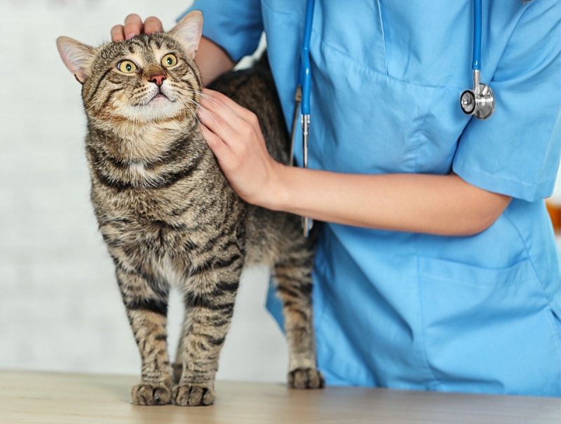 Veterinary Jobs in Phoenix