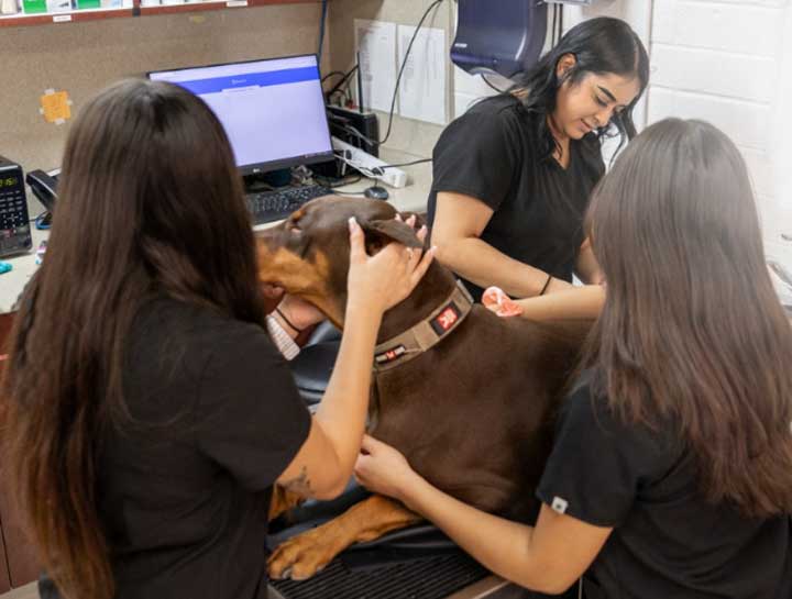 Dog Veterinarian in $city